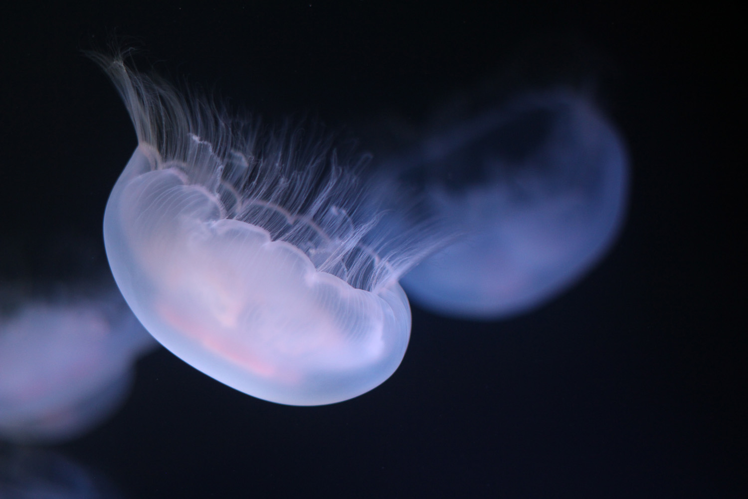 Moon Jellies At The St. Louis Zoo