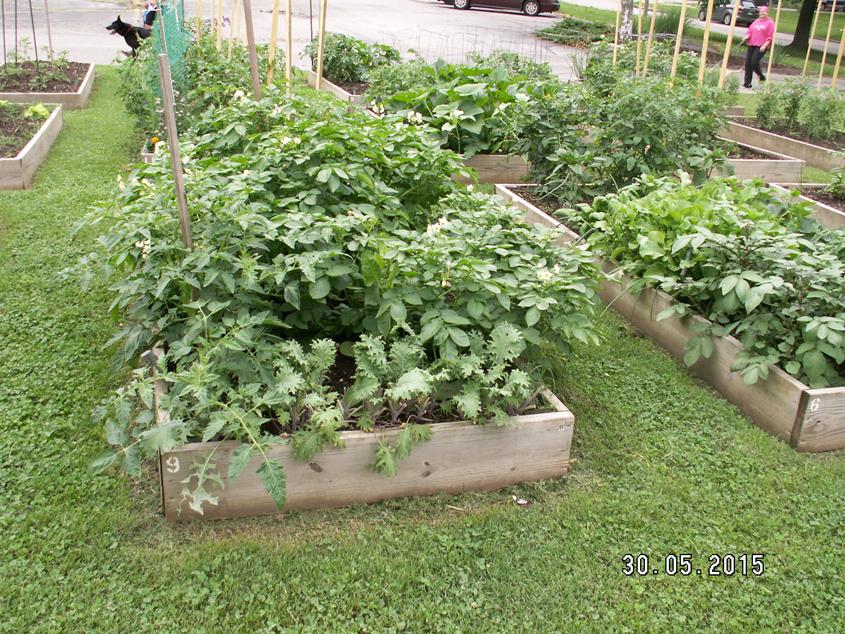 The LPNA Community Garden