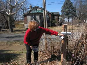 The native garden at McCausland and Pernod.