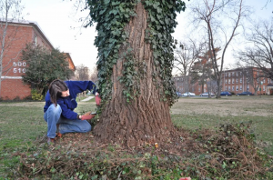 Person Cutting off Vines on Tree