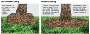 Proper Mulching