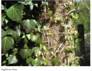 Vines on Tree - Not Cut