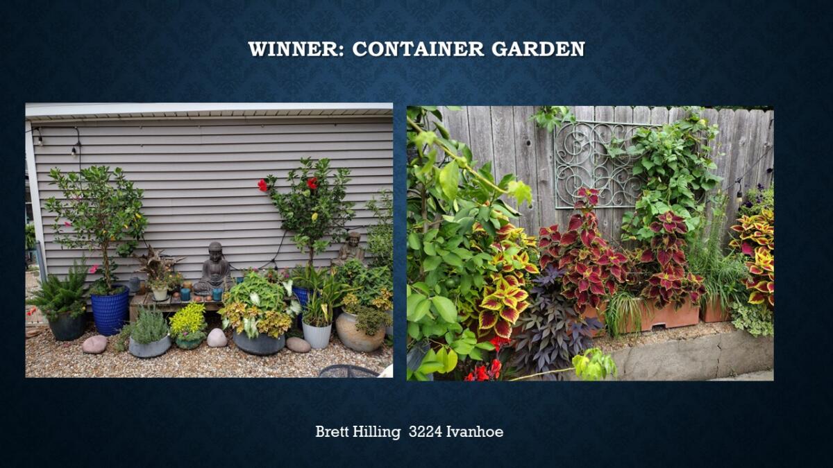 Container Garden Winner 3224 Ivanhoe Brett Hilling