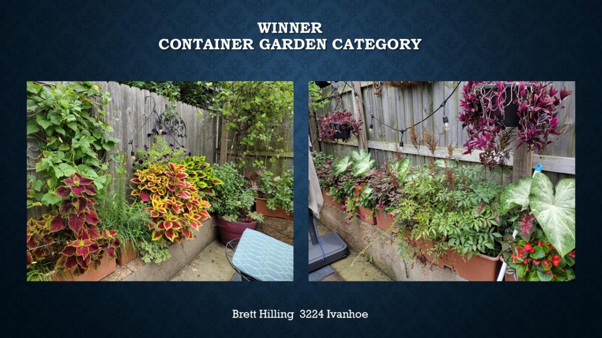 Container Garden Winner 3224 Ivanhoe Brett Hilling