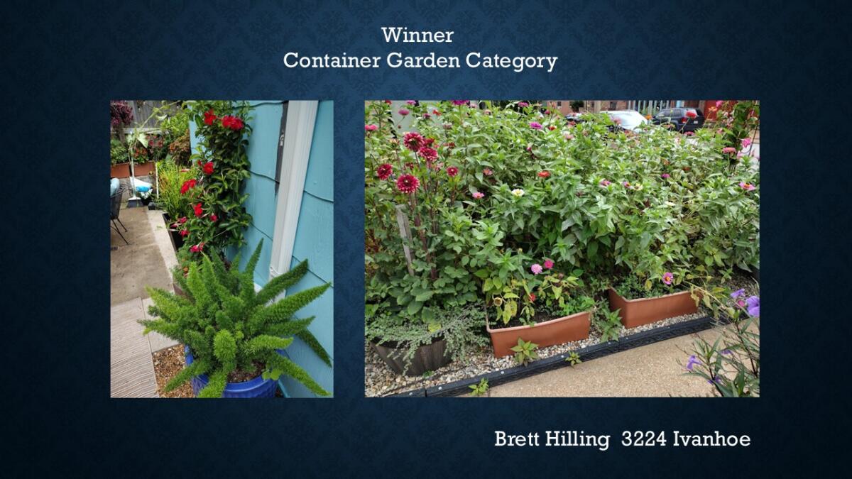 Container Garden Winner 3224 Ivanhoe Brett Hilling